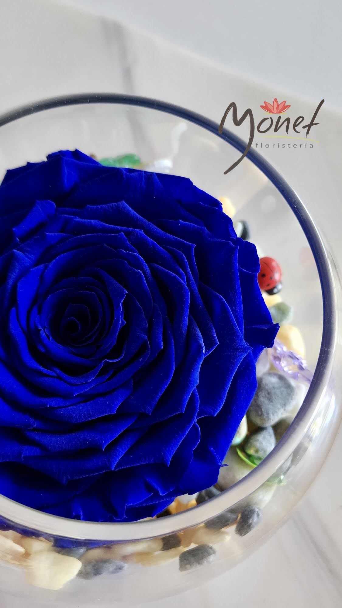 Rosa Preservada Jumbo en pecera