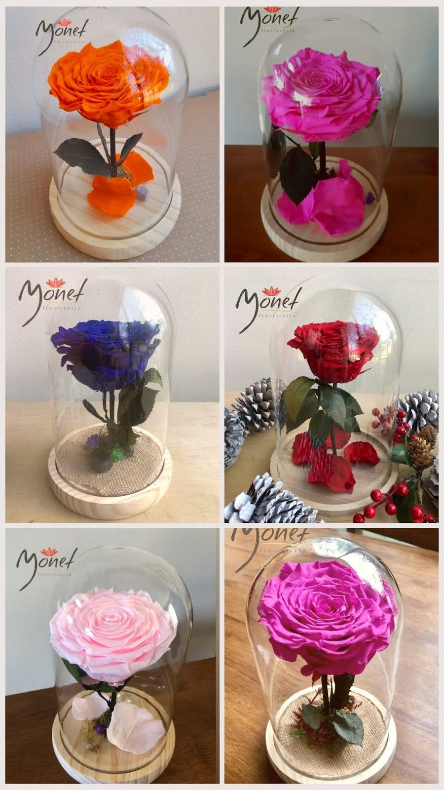 Rosa Preservada Alta en Domo