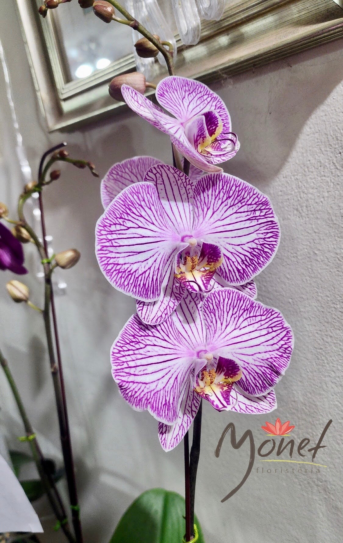 Orquídeas