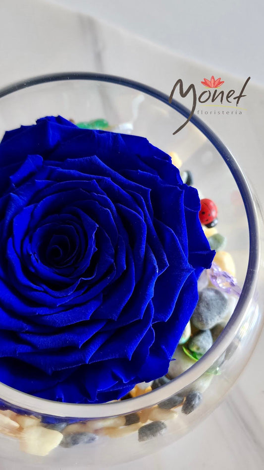 Rosa Preservada Jumbo en pecera