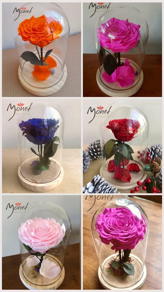 Rosa Preservada Alta en Domo