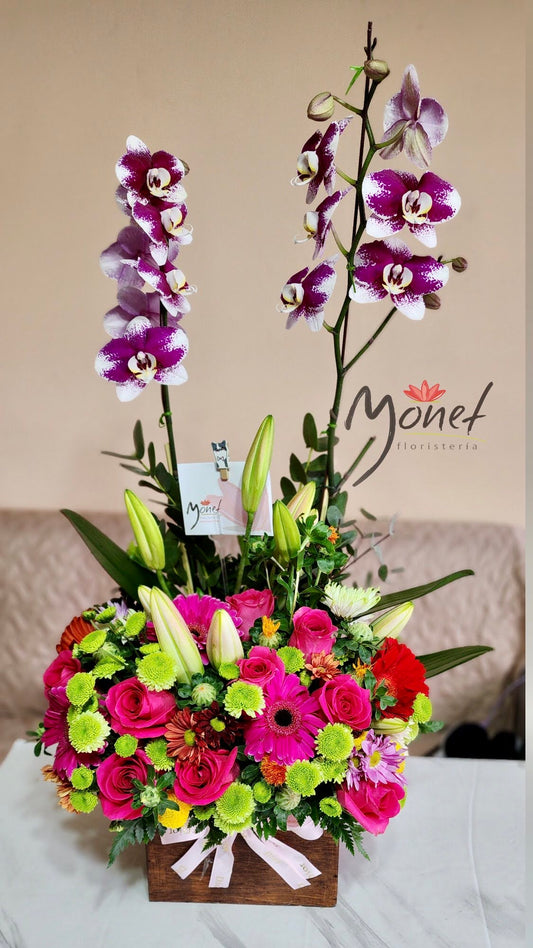 Orquidea Primaveral