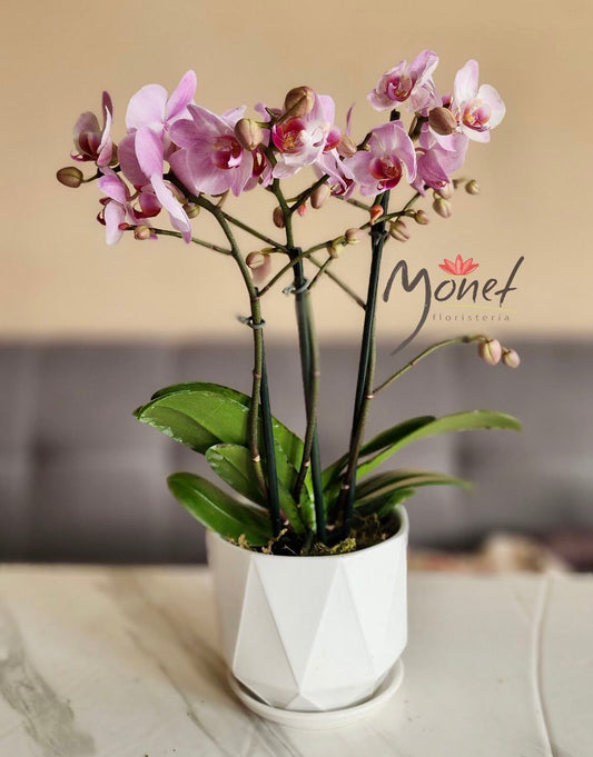 Orquídea mini triple