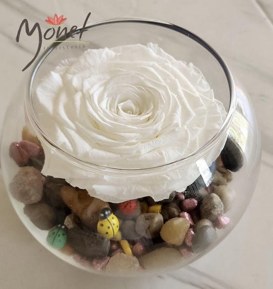 Rosa Preservada Blanca